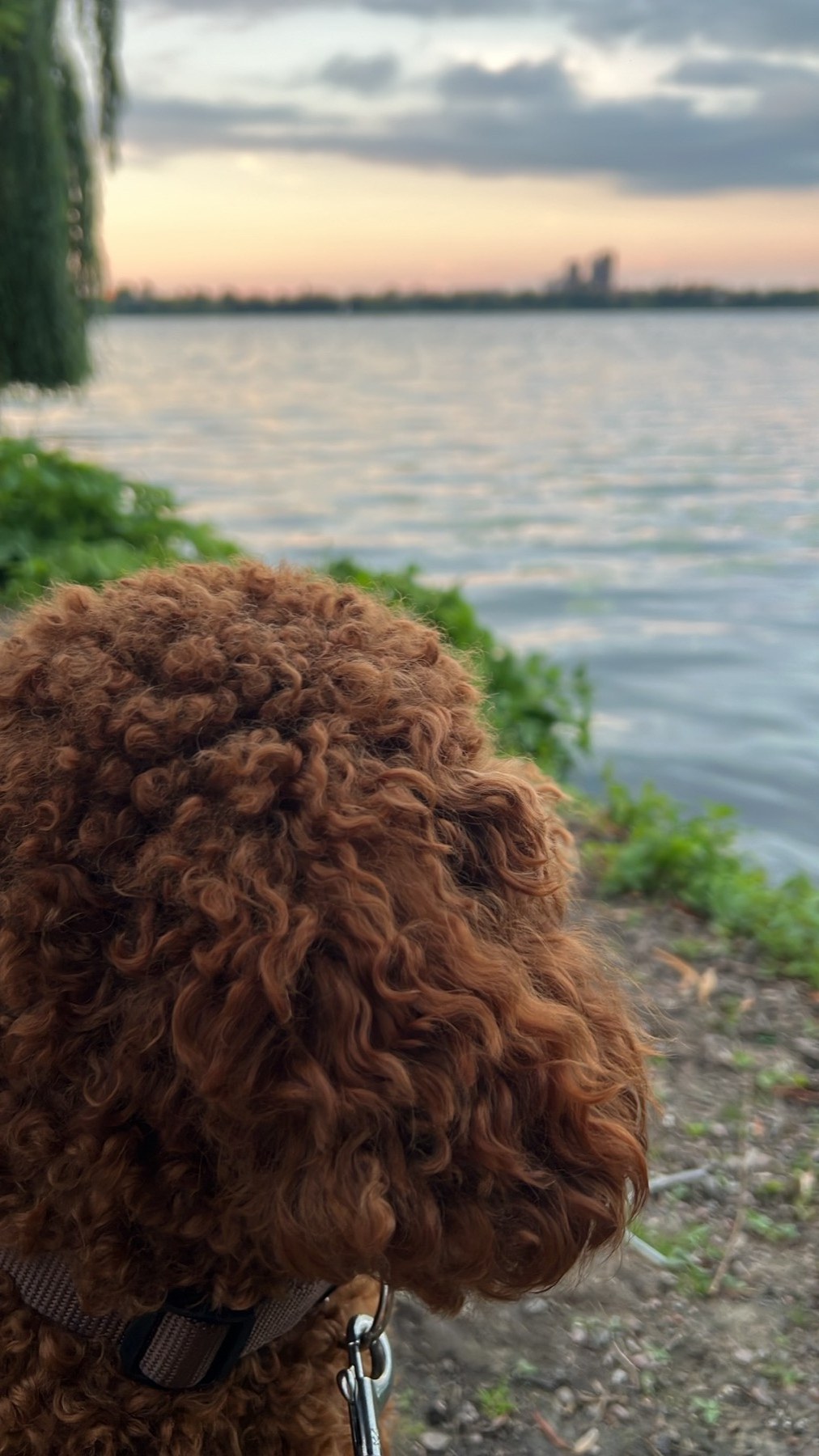 Fridolin am See
