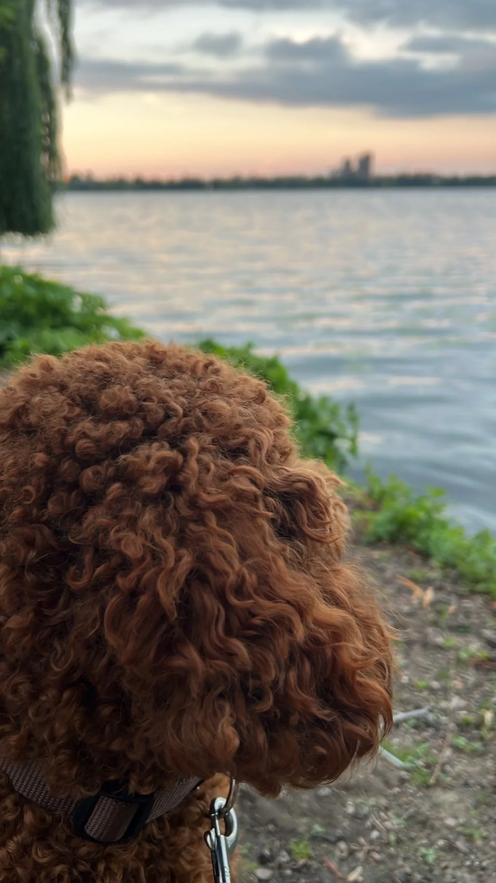 Fridolin am See